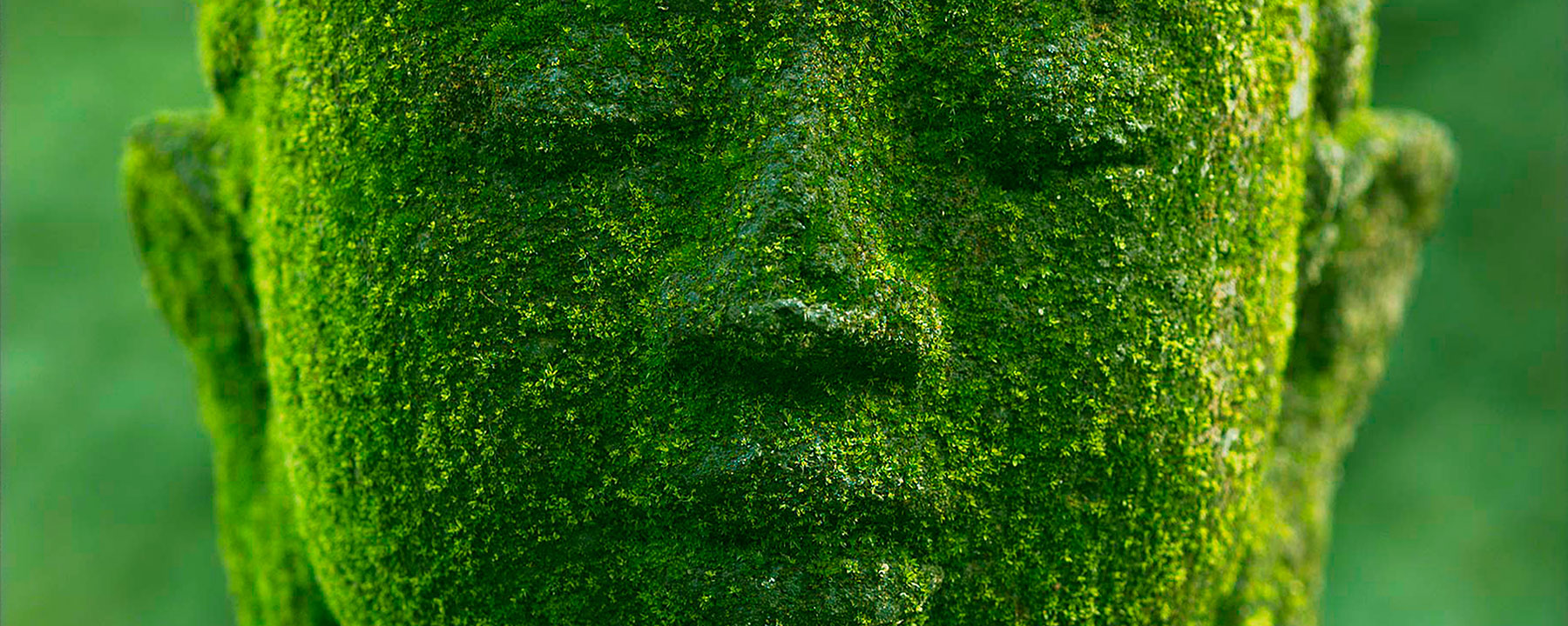 Groene Boeddha tegen groene achtergrond