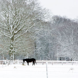 Zwart paard in winterlandschap