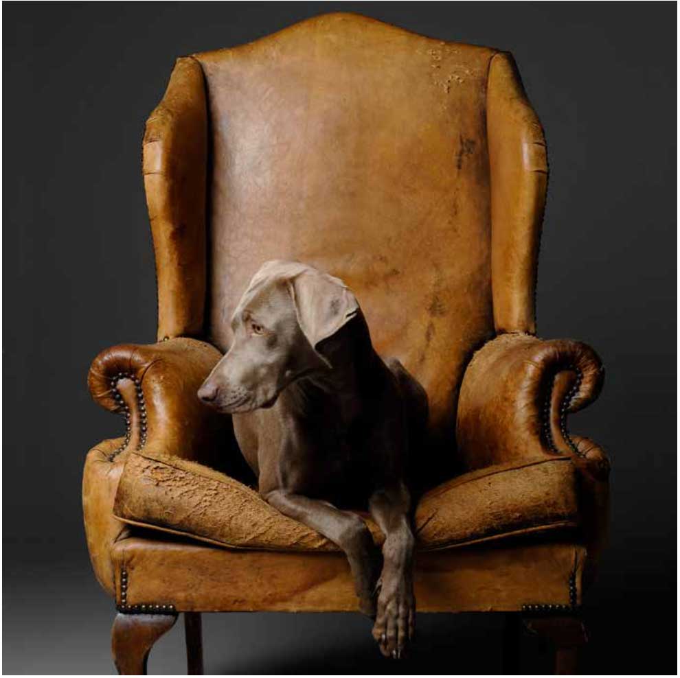 Bruine hond in bruine stoel