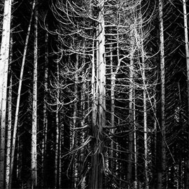 Zwart-wit foto van bos in Schotland