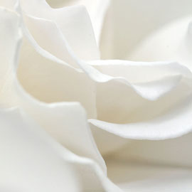 Detailopname van witte bloem