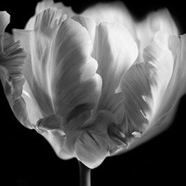Diverse zwart/wit opnamen van tulpen